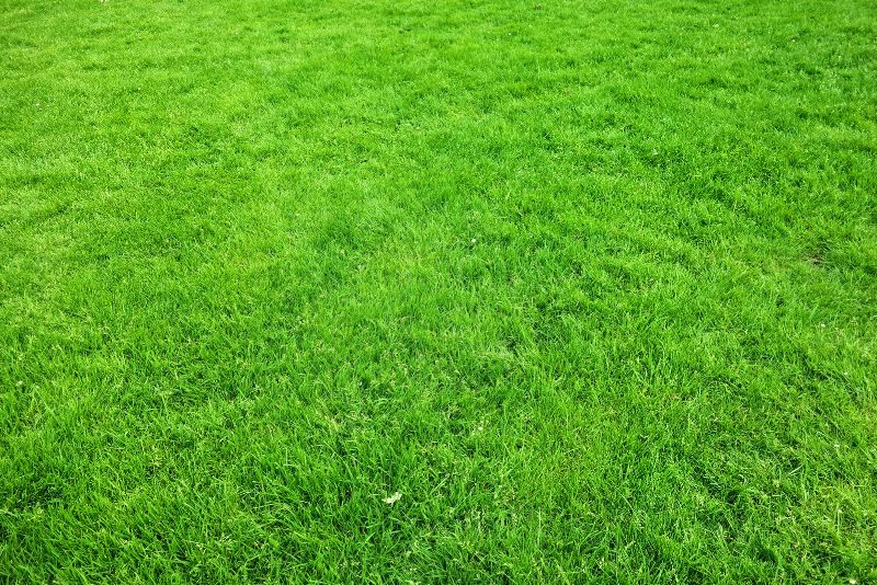 Close-up of synthetic turf blades and backing