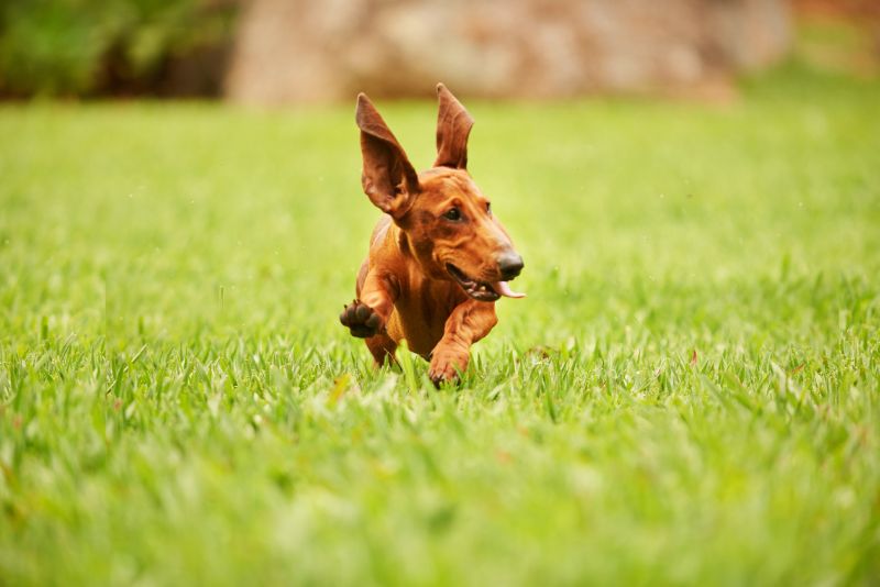 dog running on artificial grass lawn